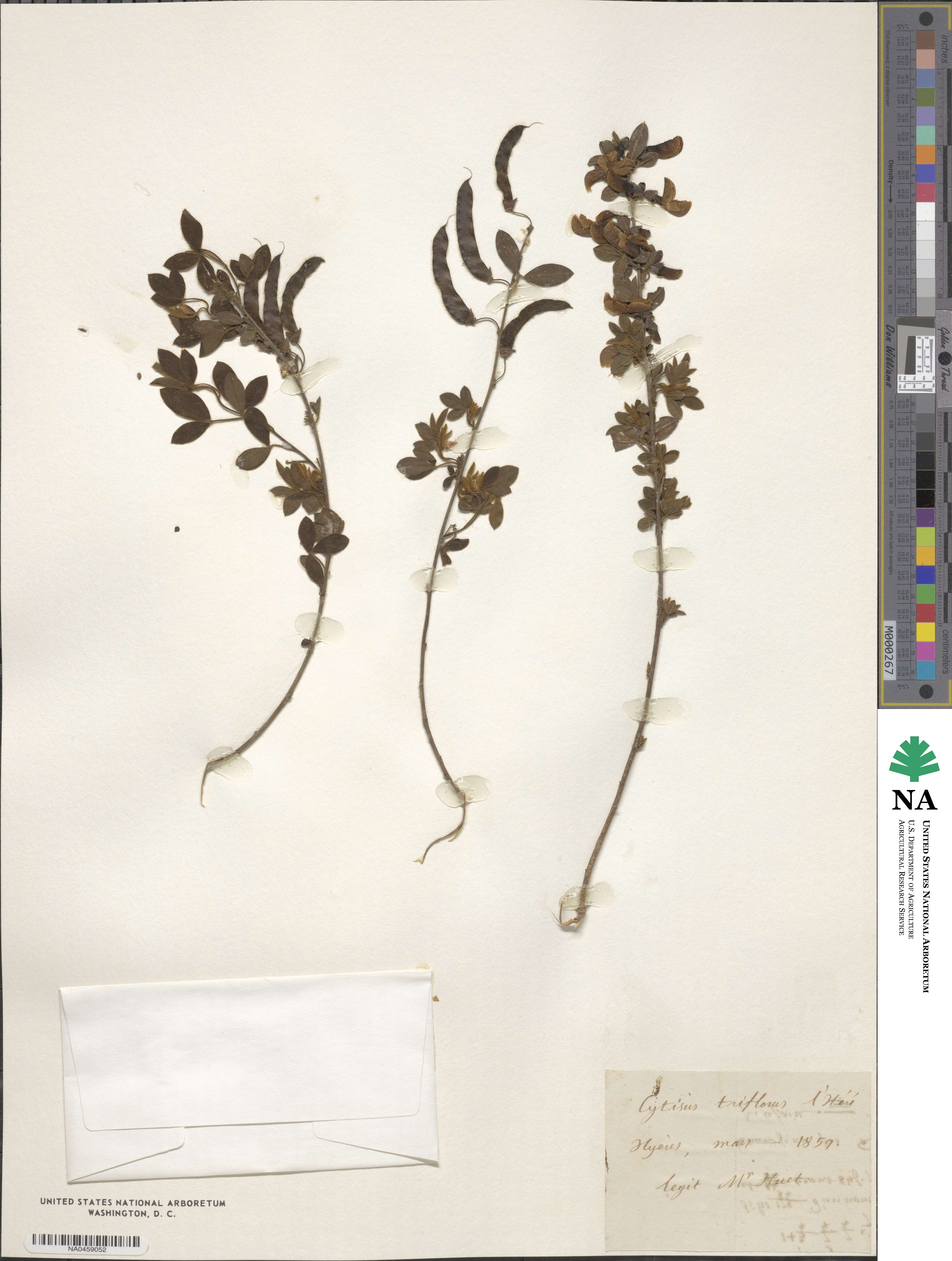 Cytisus triflorus image