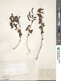 Image of Cytisus triflorus