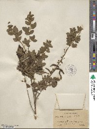 Cytisus triflorus image
