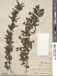 Cytisus triflorus image