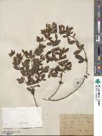 Cytisus triflorus image