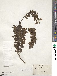Cytisus triflorus image