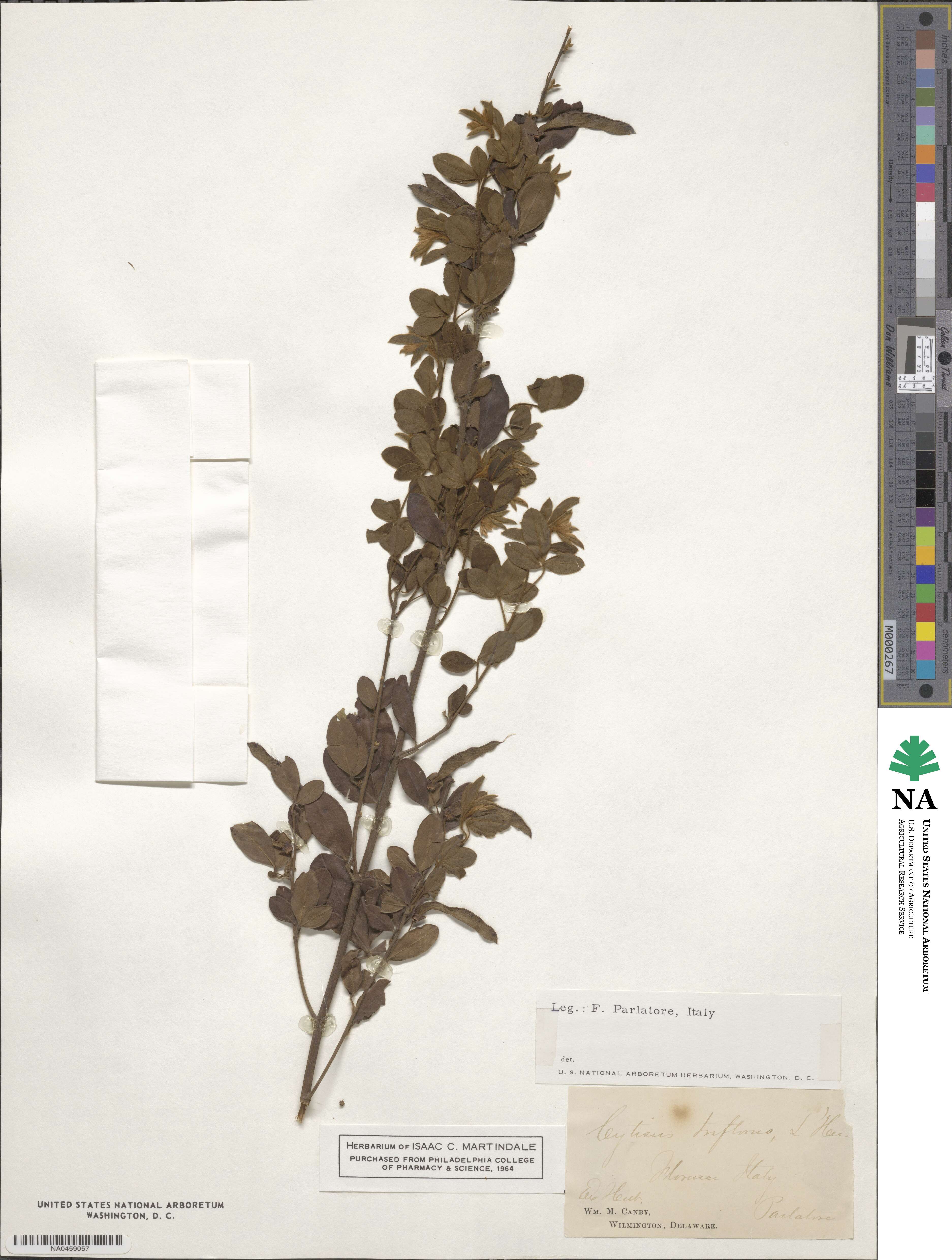 Cytisus triflorus image