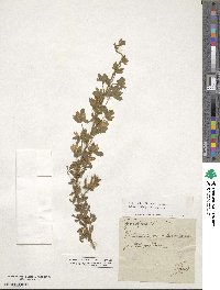 Cytisus triflorus image