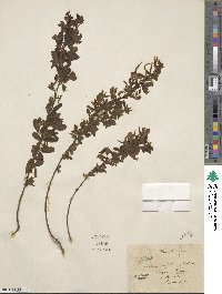Cytisus triflorus image