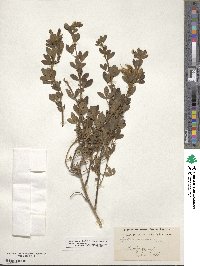 Image of Chamaecytisus cassius