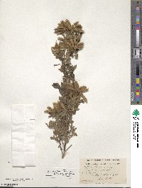 Chamaecytisus cassius image