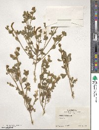 Chamaecytisus cassius image