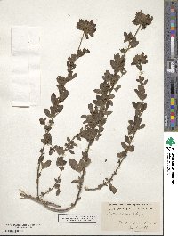 Image of Chamaecytisus drepanolobus