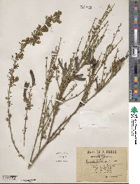 Cytisus arboreus image