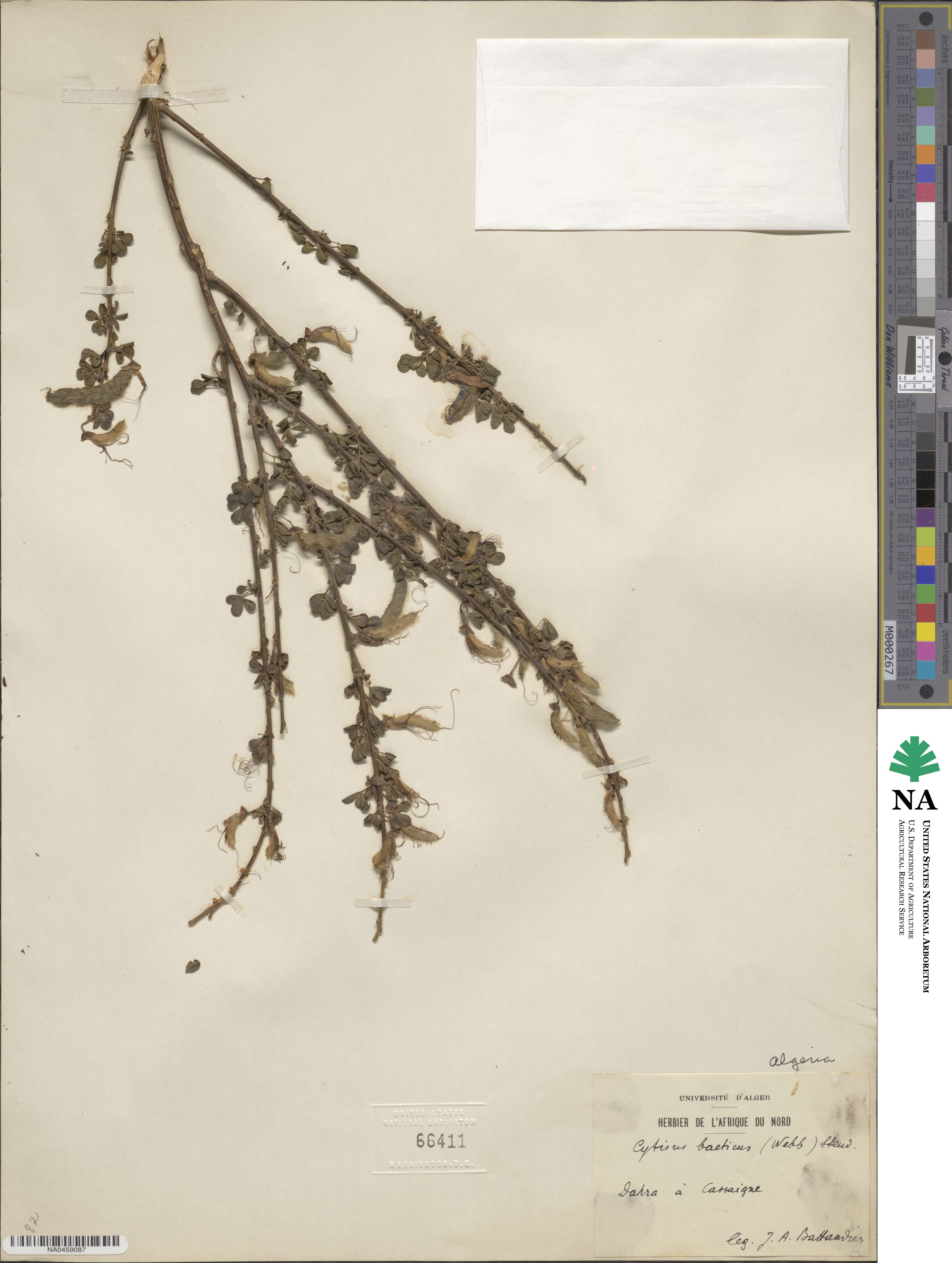 Cytisus arboreus image