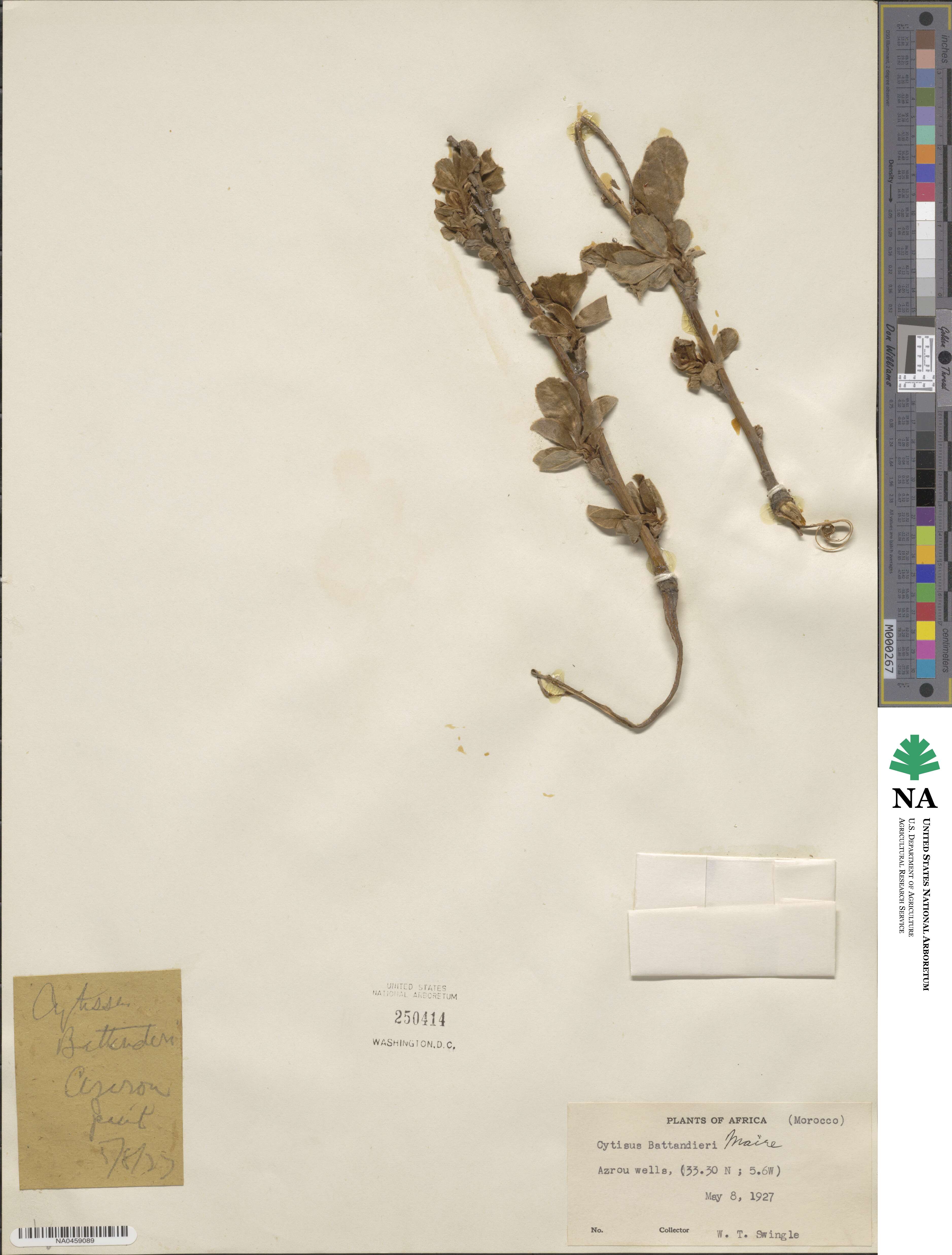 Argyrocytisus battandieri image