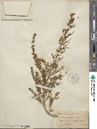 Genista canariensis image