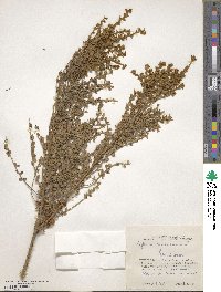 Genista canariensis image