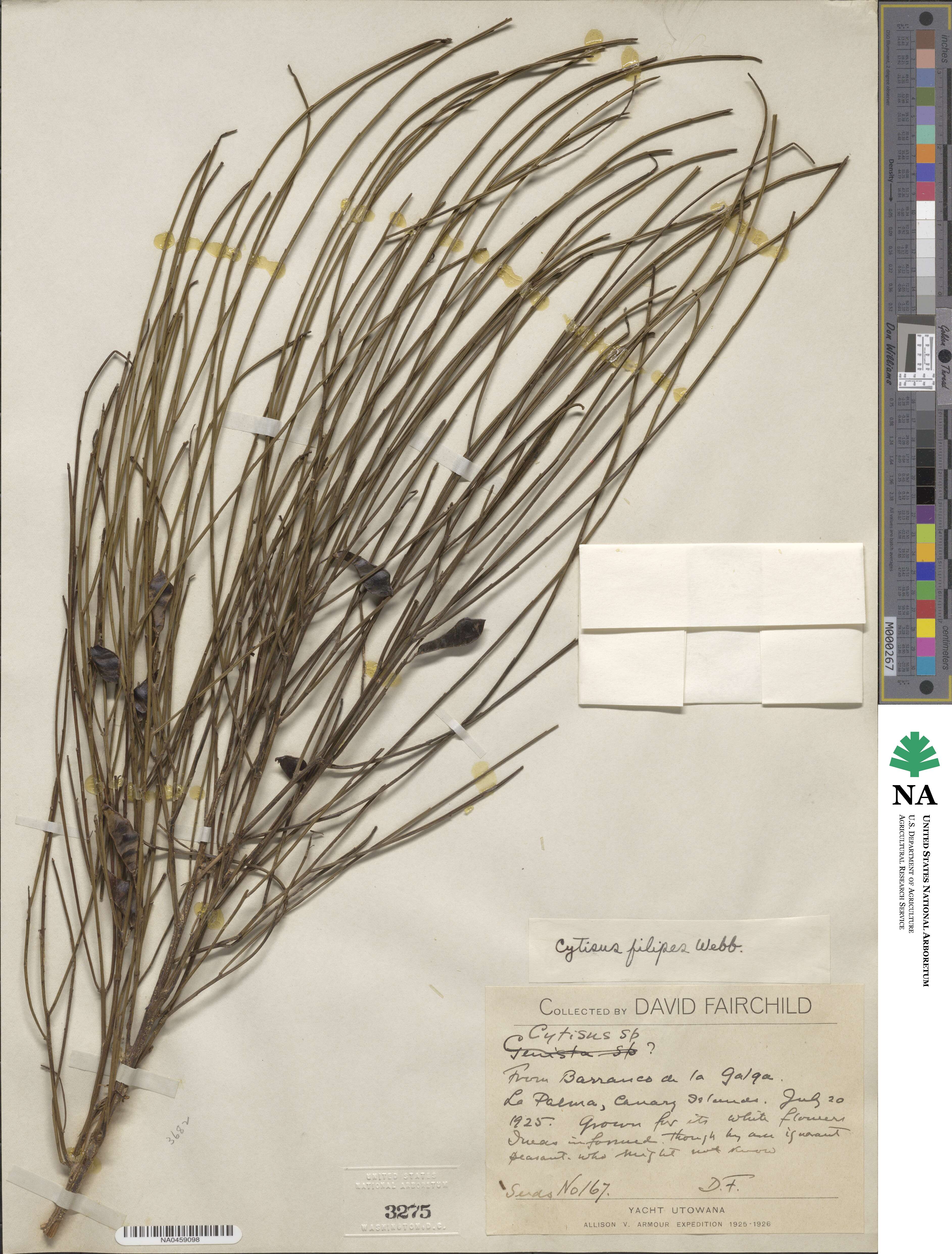 Cytisus filipes image