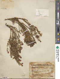 Image of Cytisus fontanesii