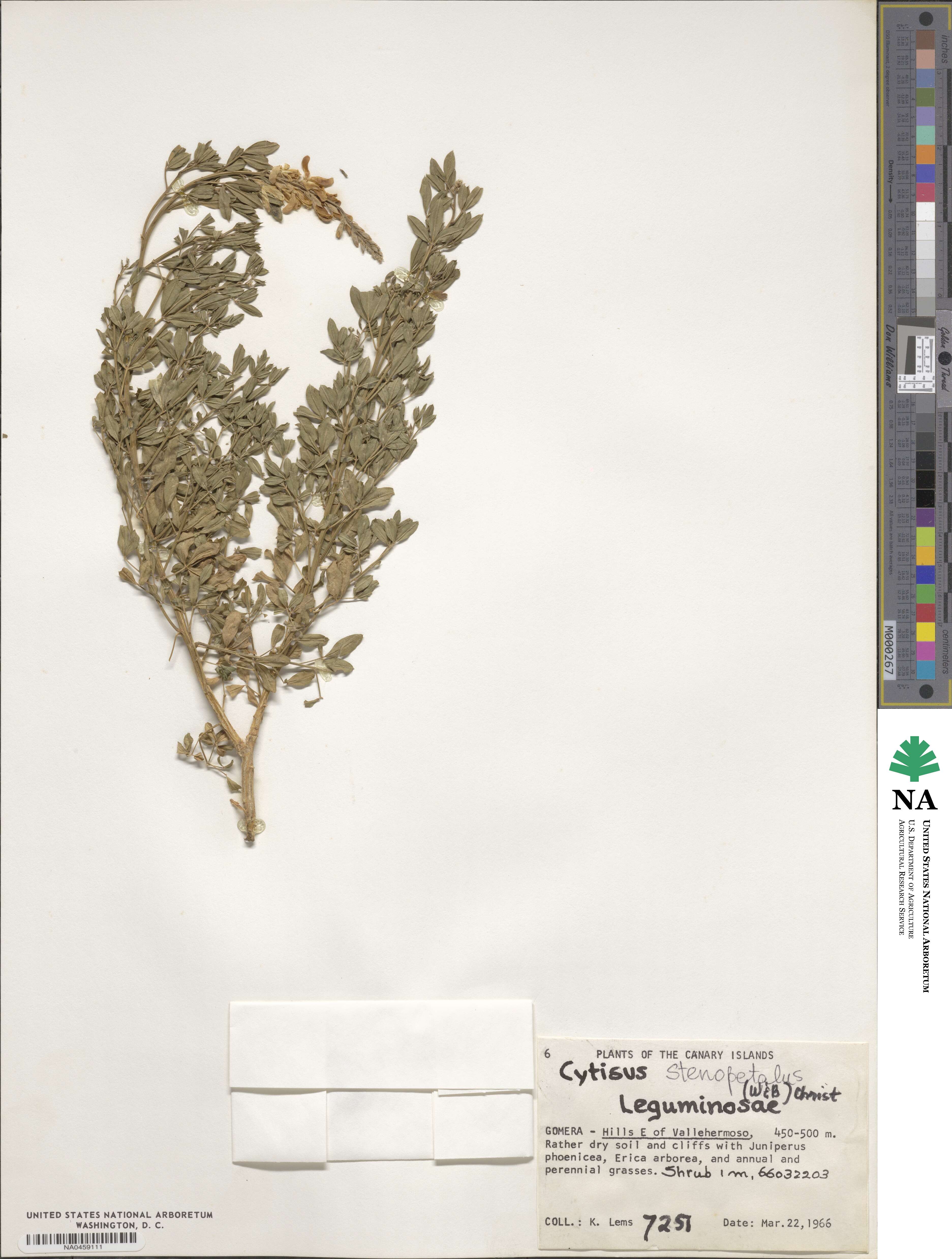 Genista stenopetala image