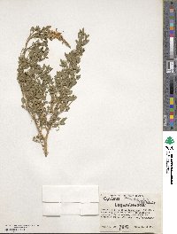 Image of Genista stenopetala