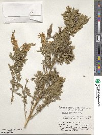 Image of Genista maderensis