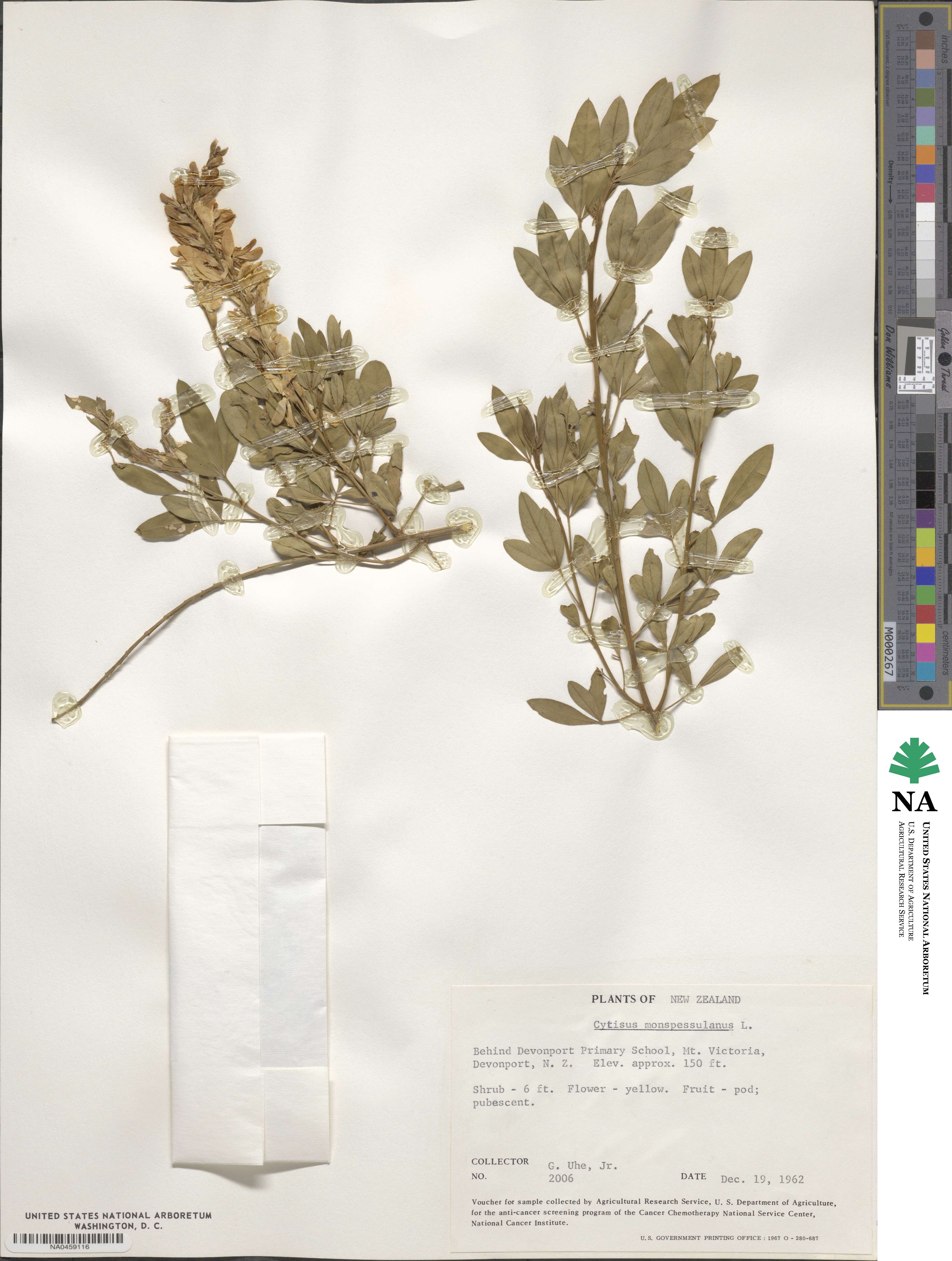 Genista monspessulana image
