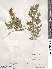 Genista monspessulana image