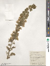 Genista monspessulana image