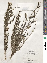 Cytisus scoparius image