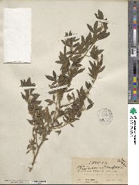 Chamaecytisus prolifer subsp. palmensis image