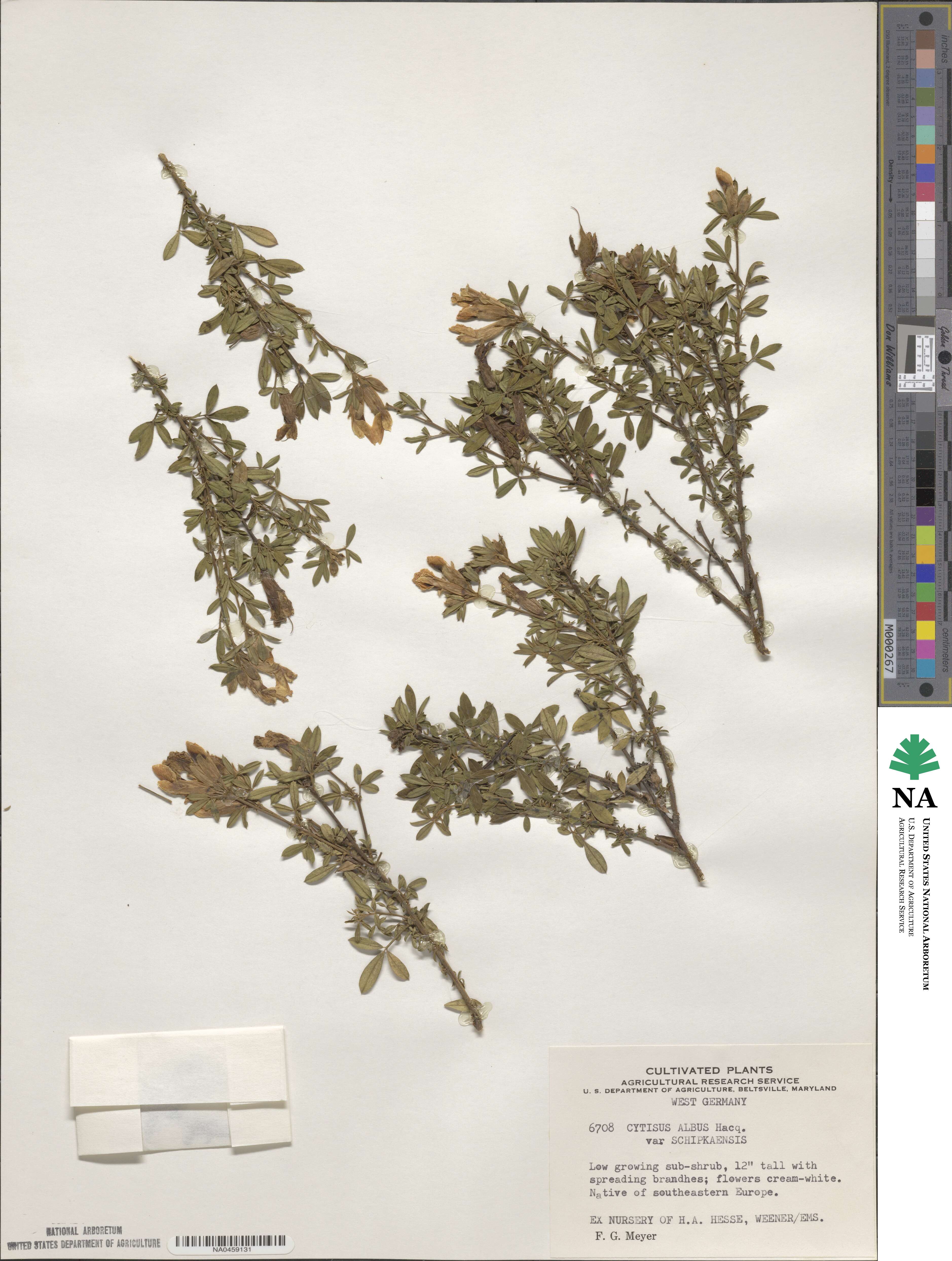 Chamaecytisus albus image