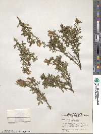 Chamaecytisus albus image