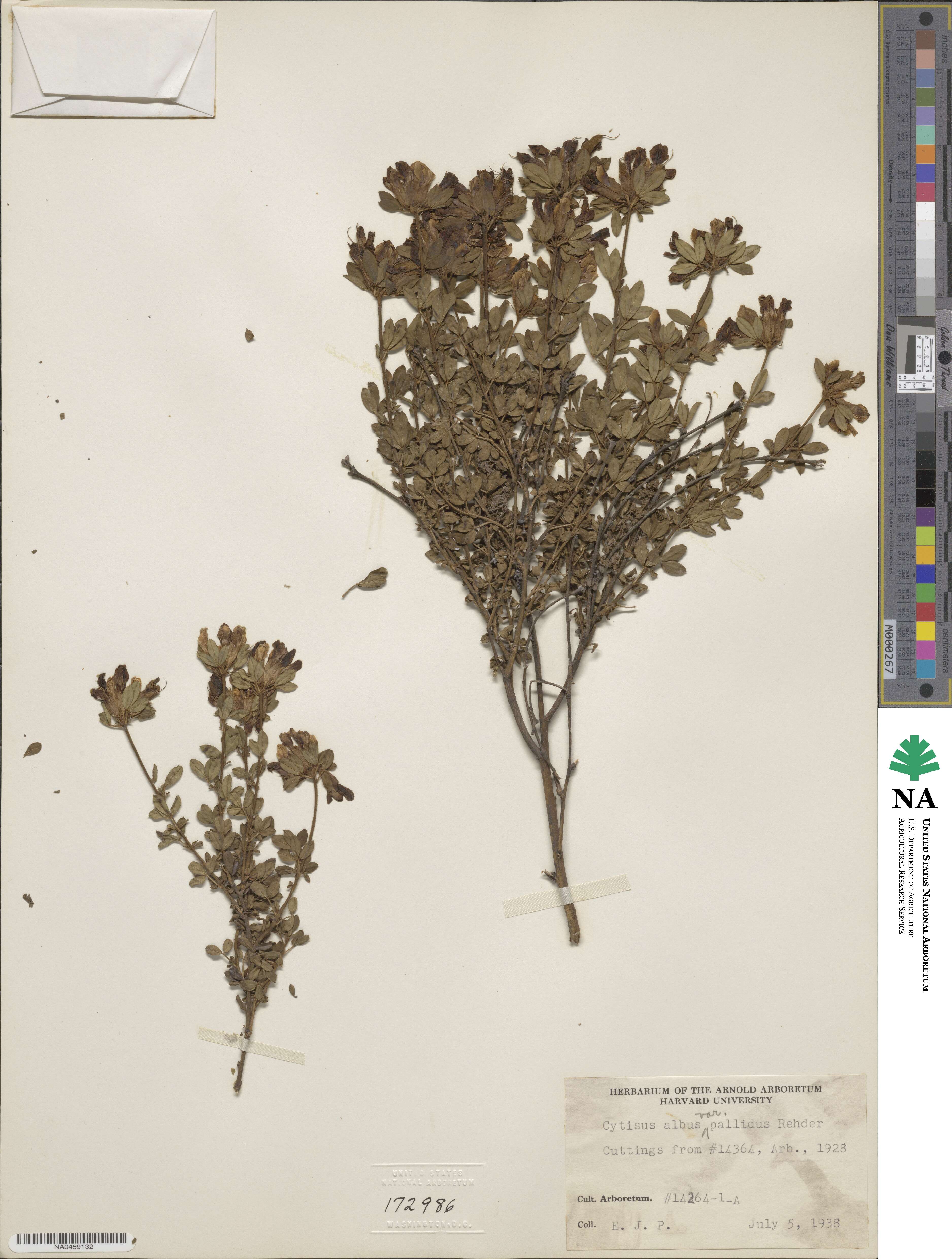 Chamaecytisus albus image