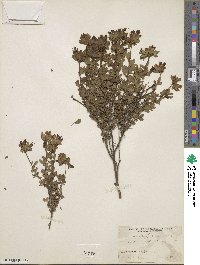 Chamaecytisus albus image