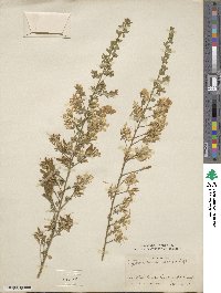 Genista canariensis image