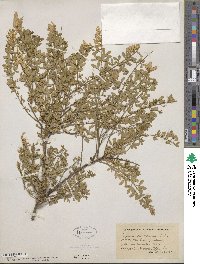 Genista canariensis image