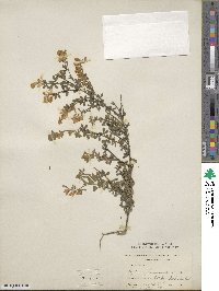 Genista canariensis image