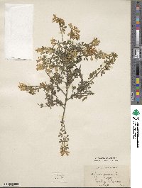 Genista canariensis image