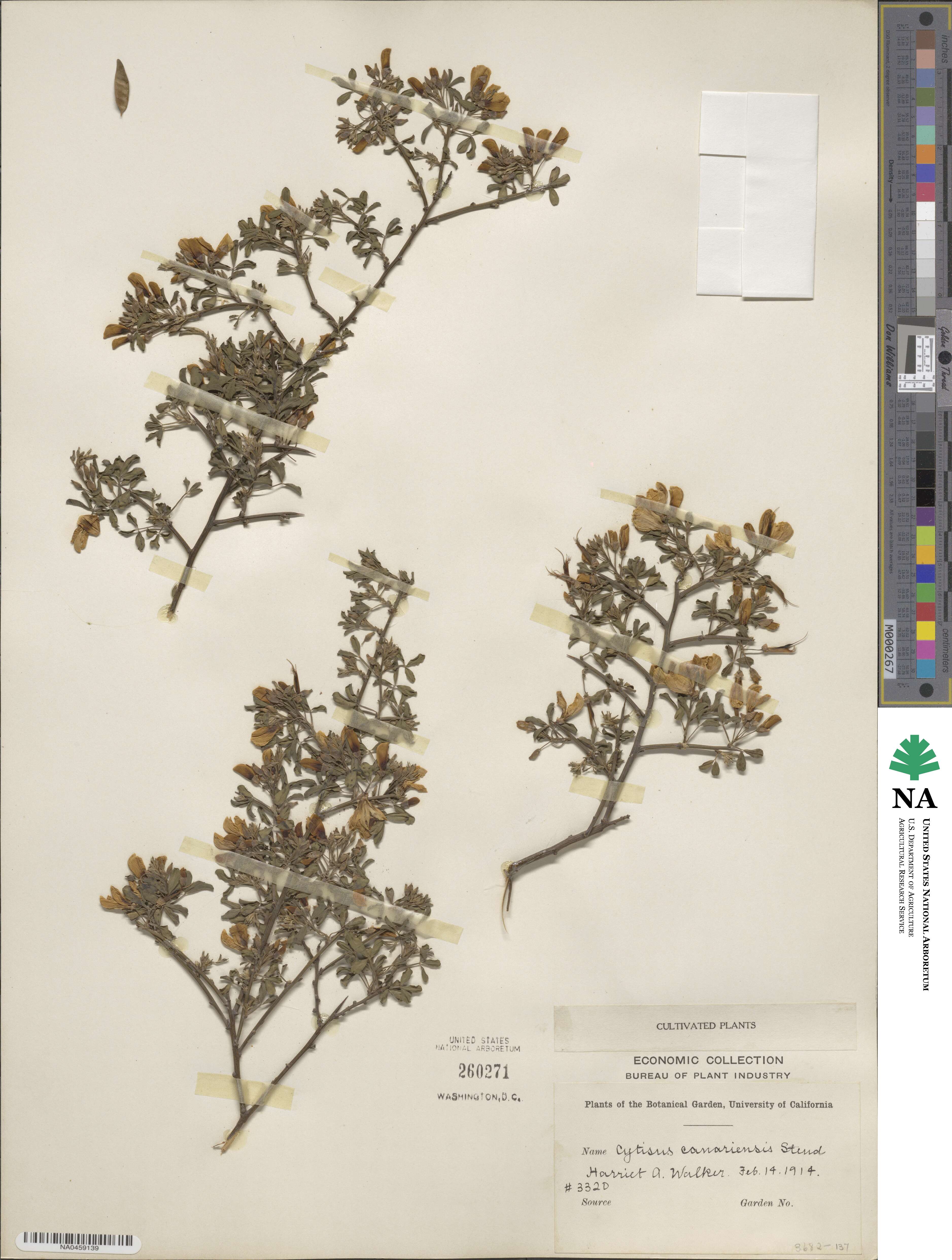 Genista canariensis image