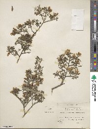 Genista canariensis image