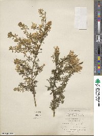 Genista canariensis image