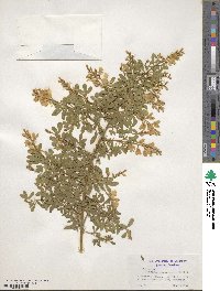 Genista canariensis image