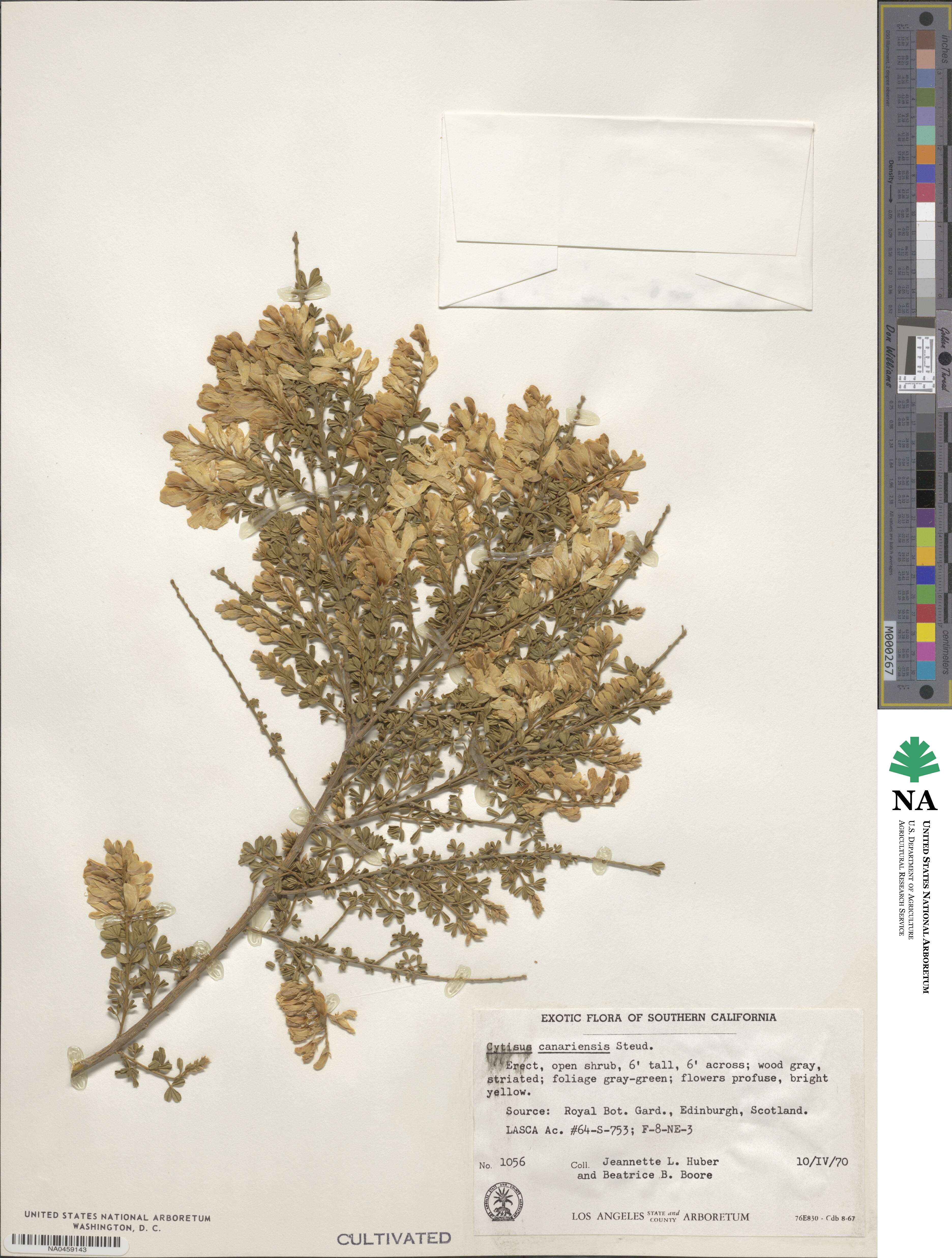 Genista canariensis image
