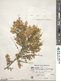 Genista canariensis image