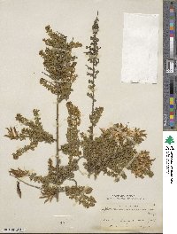 Genista canariensis image