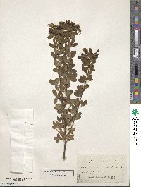 Chamaecytisus hirsutus subsp. hirsutus image