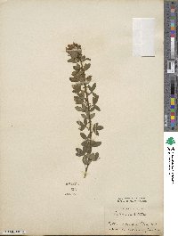 Chamaecytisus hirsutus image