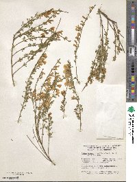 Cytisus decumbens image