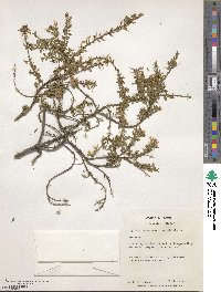 Cytisus decumbens image