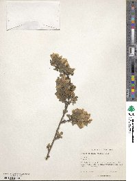 Image of Cytisus elongatus