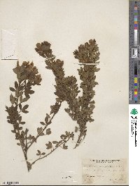 Cytisus elongatus image