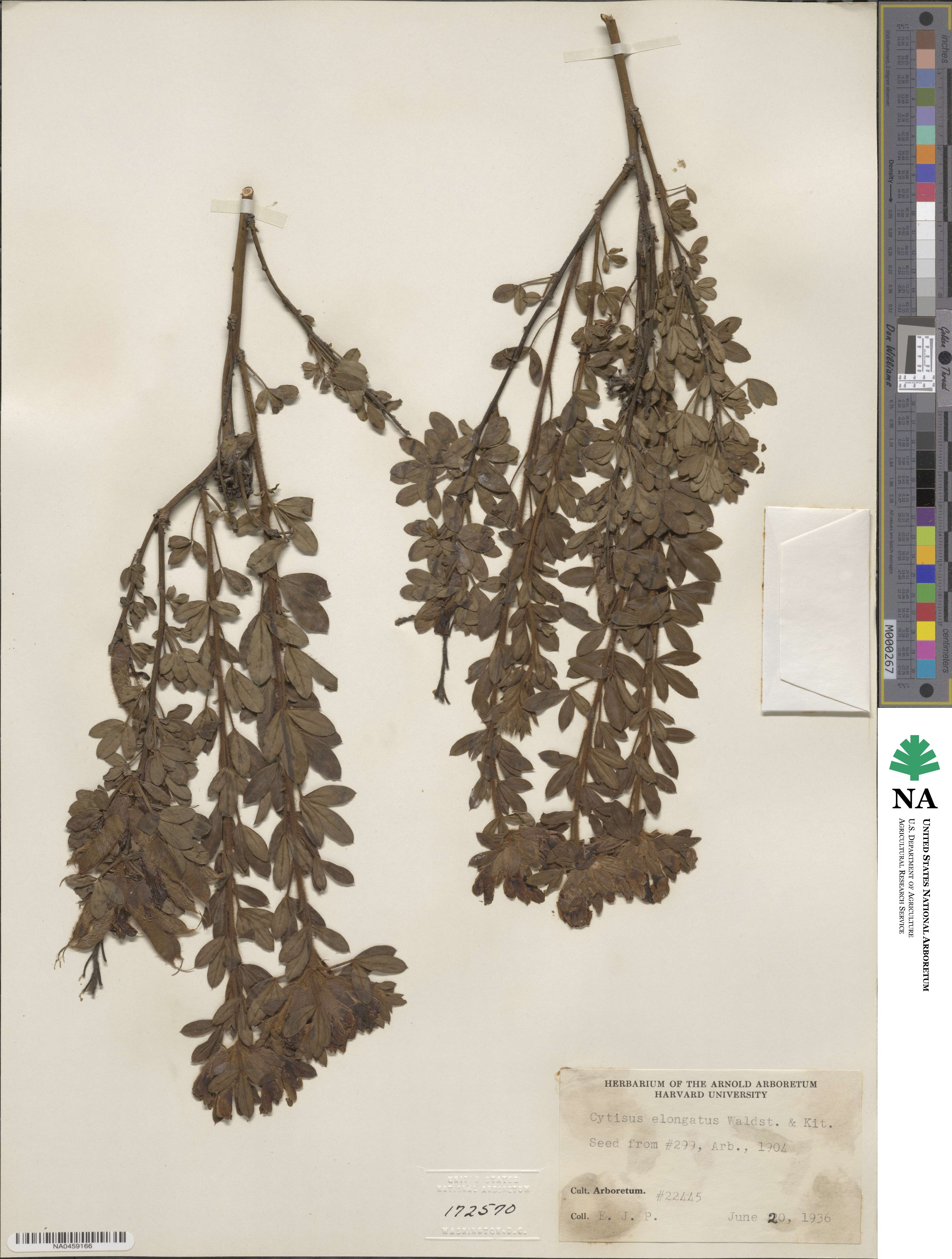 Cytisus elongatus image